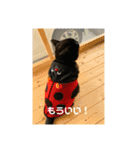 お猫サマ（個別スタンプ：17）