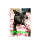 お猫サマ（個別スタンプ：23）