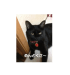 お猫サマ（個別スタンプ：24）
