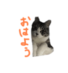 みるくは猫？！（個別スタンプ：1）
