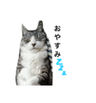 みるくは猫？！（個別スタンプ：2）
