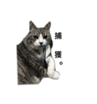 みるくは猫？！（個別スタンプ：3）