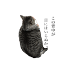 みるくは猫？！（個別スタンプ：4）