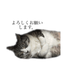 みるくは猫？！（個別スタンプ：6）