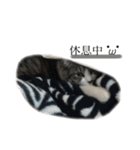 みるくは猫？！（個別スタンプ：7）