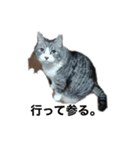 みるくは猫？！（個別スタンプ：8）