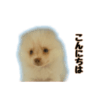 ポメラニアンのティナ（個別スタンプ：1）