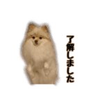 ポメラニアンのティナ（個別スタンプ：2）