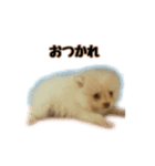 ポメラニアンのティナ（個別スタンプ：4）
