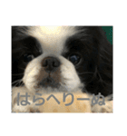 らんまる君と時々つばさ（個別スタンプ：4）