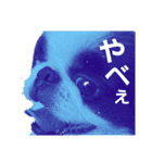 らんまる君と時々つばさ（個別スタンプ：6）