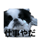 らんまる君と時々つばさ（個別スタンプ：16）