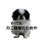 らんまる君と時々つばさ（個別スタンプ：19）