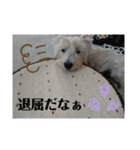 ウエスティの弥勒さん 一（個別スタンプ：9）