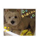 ウエスティの弥勒さん 一（個別スタンプ：13）