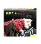 ウエスティの弥勒さん 一（個別スタンプ：17）