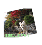 ウエスティの弥勒さん 一（個別スタンプ：18）