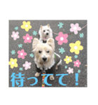 ウエスティの弥勒さん 一（個別スタンプ：19）