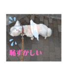 ウエスティの弥勒さん 一（個別スタンプ：23）