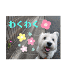 ウエスティの弥勒さん 一（個別スタンプ：24）
