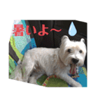 ウエスティの弥勒さん 一（個別スタンプ：25）