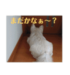 ウエスティの弥勒さん 一（個別スタンプ：26）