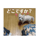 ウエスティの弥勒さん 一（個別スタンプ：28）