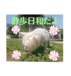 ウエスティの弥勒さん 一（個別スタンプ：31）