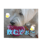 ウエスティの弥勒さん 一（個別スタンプ：32）