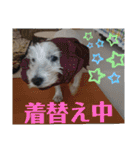 ウエスティの弥勒さん 一（個別スタンプ：34）