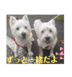 ウエスティの弥勒さん 一（個別スタンプ：36）