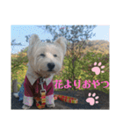ウエスティの弥勒さん 一（個別スタンプ：38）