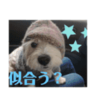 ウエスティの弥勒さん 一（個別スタンプ：40）