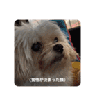 まるはあなたを幸せにする（個別スタンプ：33）