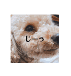 ココメル、時々レオ②（個別スタンプ：2）