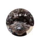 ココメル、時々レオ②（個別スタンプ：4）