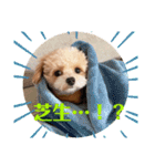 ぴのすたんぷ2（個別スタンプ：12）