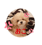 ぴのすたんぷ2（個別スタンプ：16）
