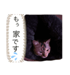 気ままなメルさん No.3（個別スタンプ：5）