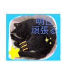 想いを乗せて（個別スタンプ：22）