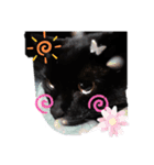 黒猫ZiZiごろにゃんスタンプ第1段（個別スタンプ：2）