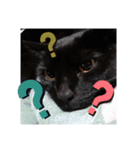 黒猫ZiZiごろにゃんスタンプ第1段（個別スタンプ：8）