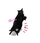 黒猫ZiZiごろにゃんスタンプ第1段（個別スタンプ：15）