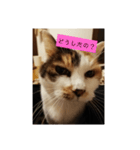 うちの猫❤️ラブ（個別スタンプ：1）