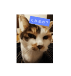 うちの猫❤️ラブ（個別スタンプ：6）