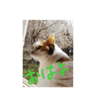 うちの猫❤️ラブ（個別スタンプ：9）