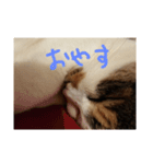 うちの猫❤️ラブ（個別スタンプ：10）