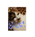 うちの猫❤️ラブ（個別スタンプ：16）