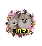 なつ♡ひな♡はな♡もな  日常（個別スタンプ：36）