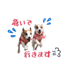 四郎とさくら♥（個別スタンプ：4）